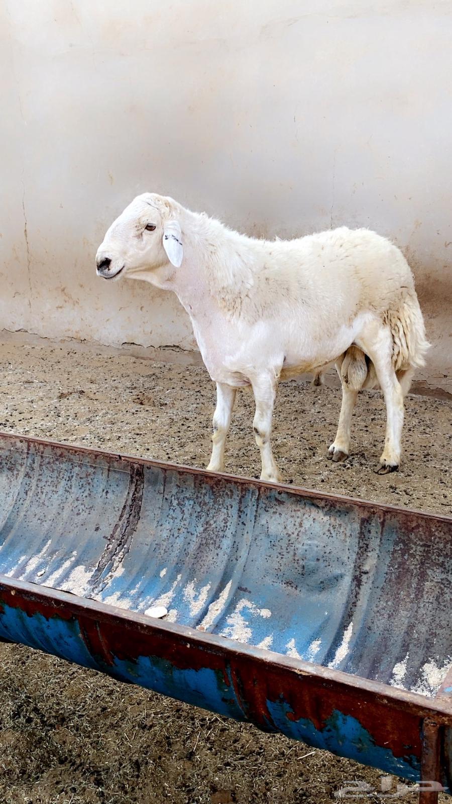 Sold, a purebred conditioned stallion from Halal Mohammed Al-Asimi63618300676865112