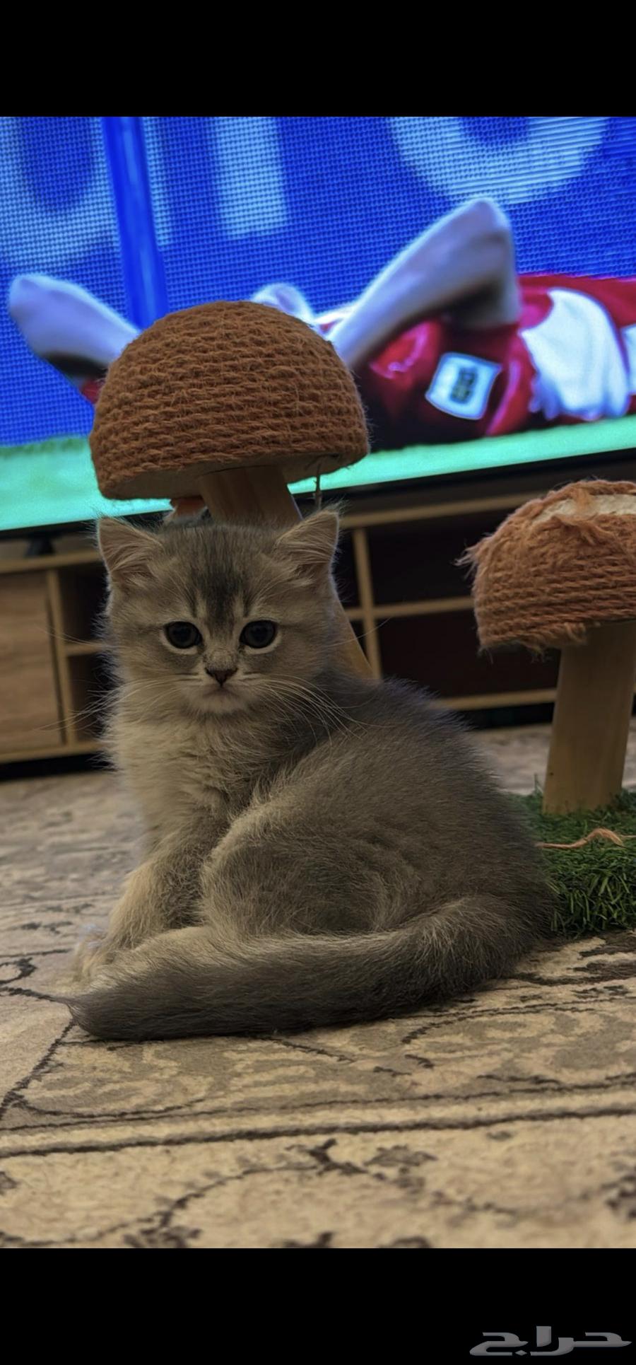 سكوتش فولد للتزواج63380708469507111