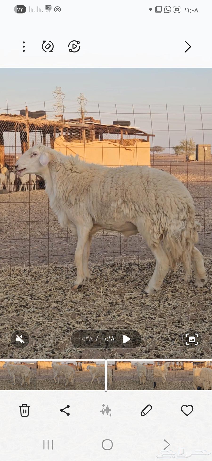 Stallion for sale63618296924417111