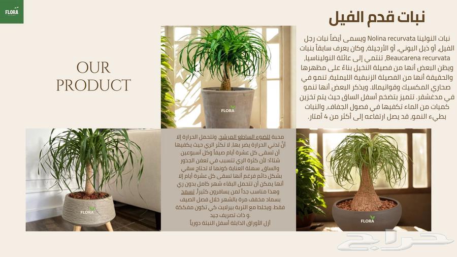 Feel the life with natural plants63381200923523113