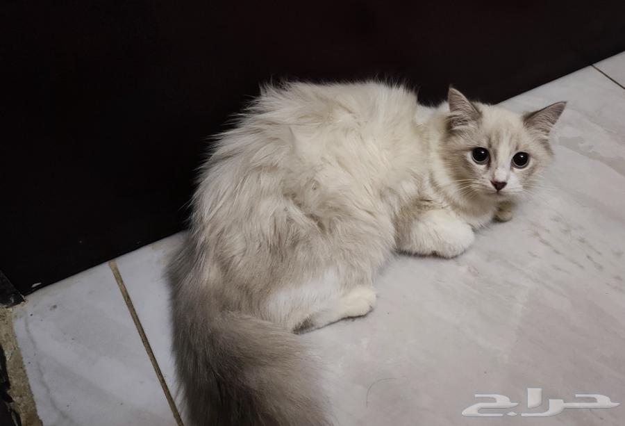 قط قطط بسه صغير للبيع عمر شهرين ونص ابيض63618190213506112