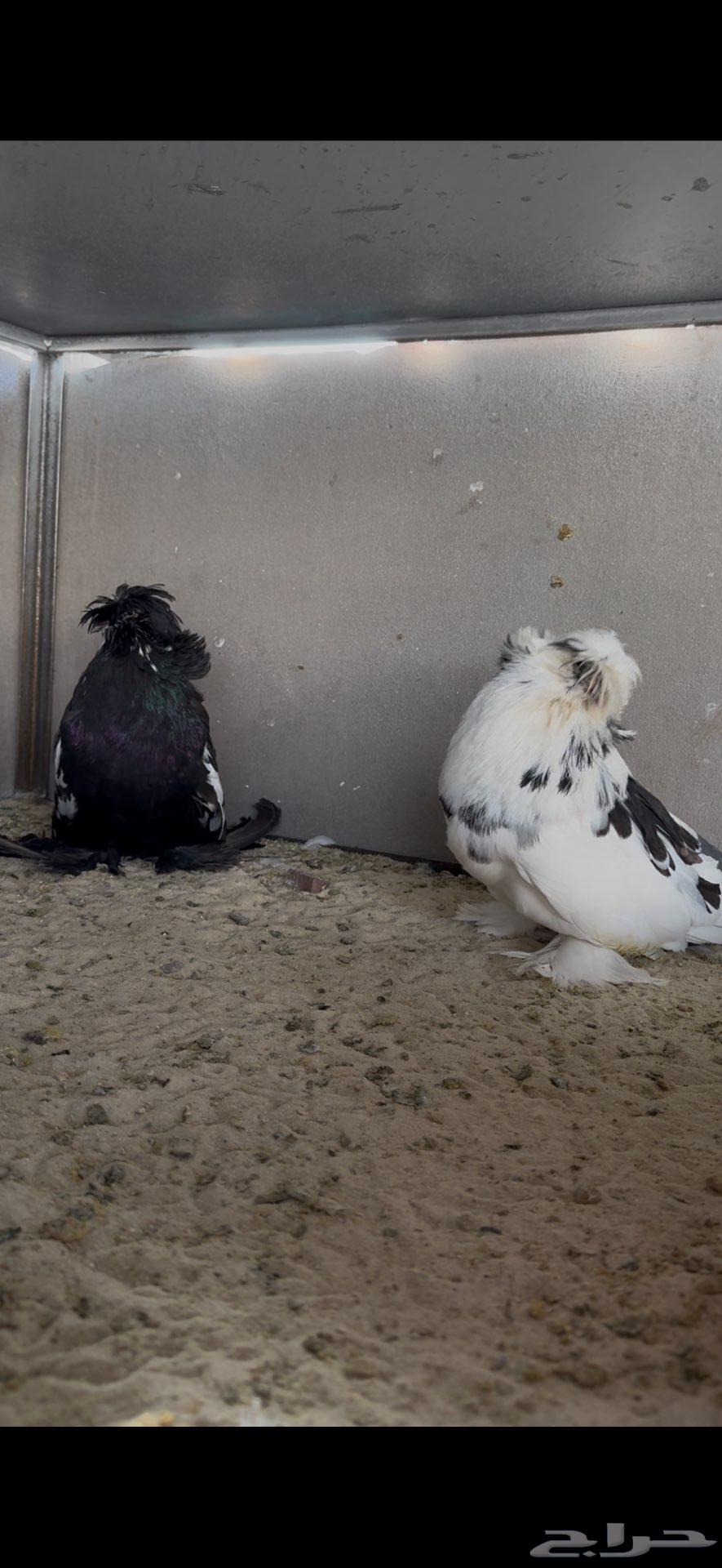 Luxury Pair of Budgerigars Sold63618475541379112