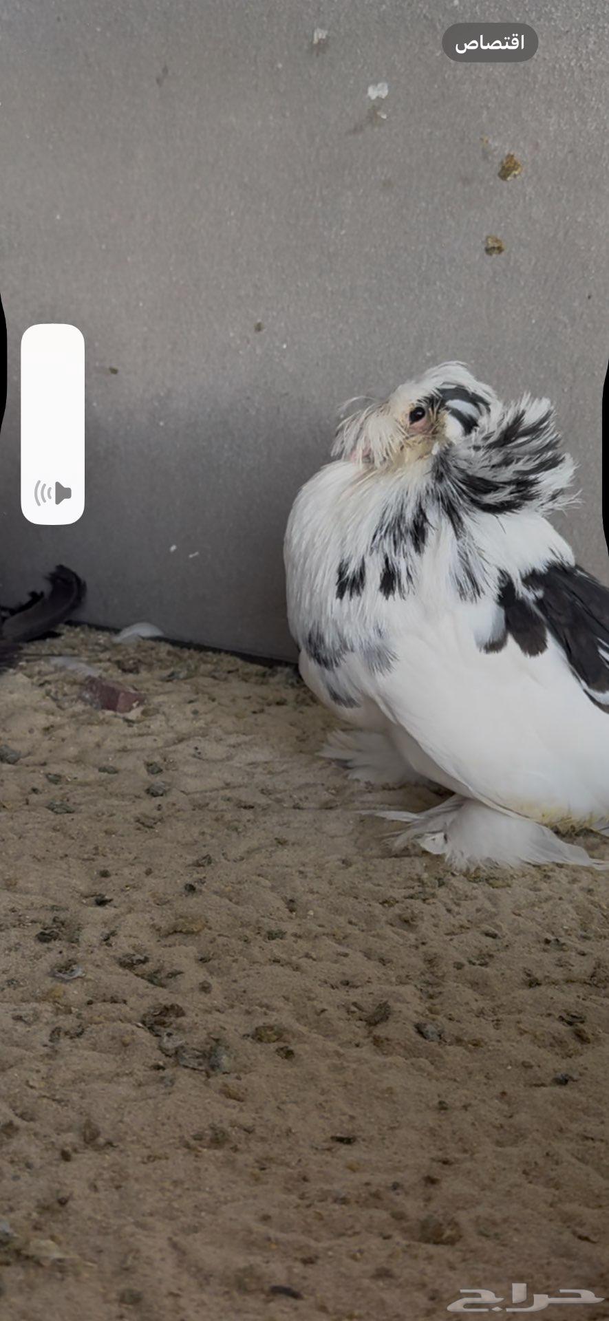 Luxury Pair of Budgerigars Sold63618475541379113