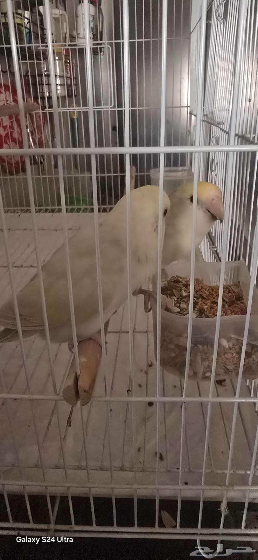 Fischer for sale63618383990273112