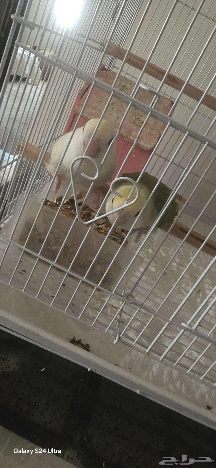 Fischer for sale63618383990273113