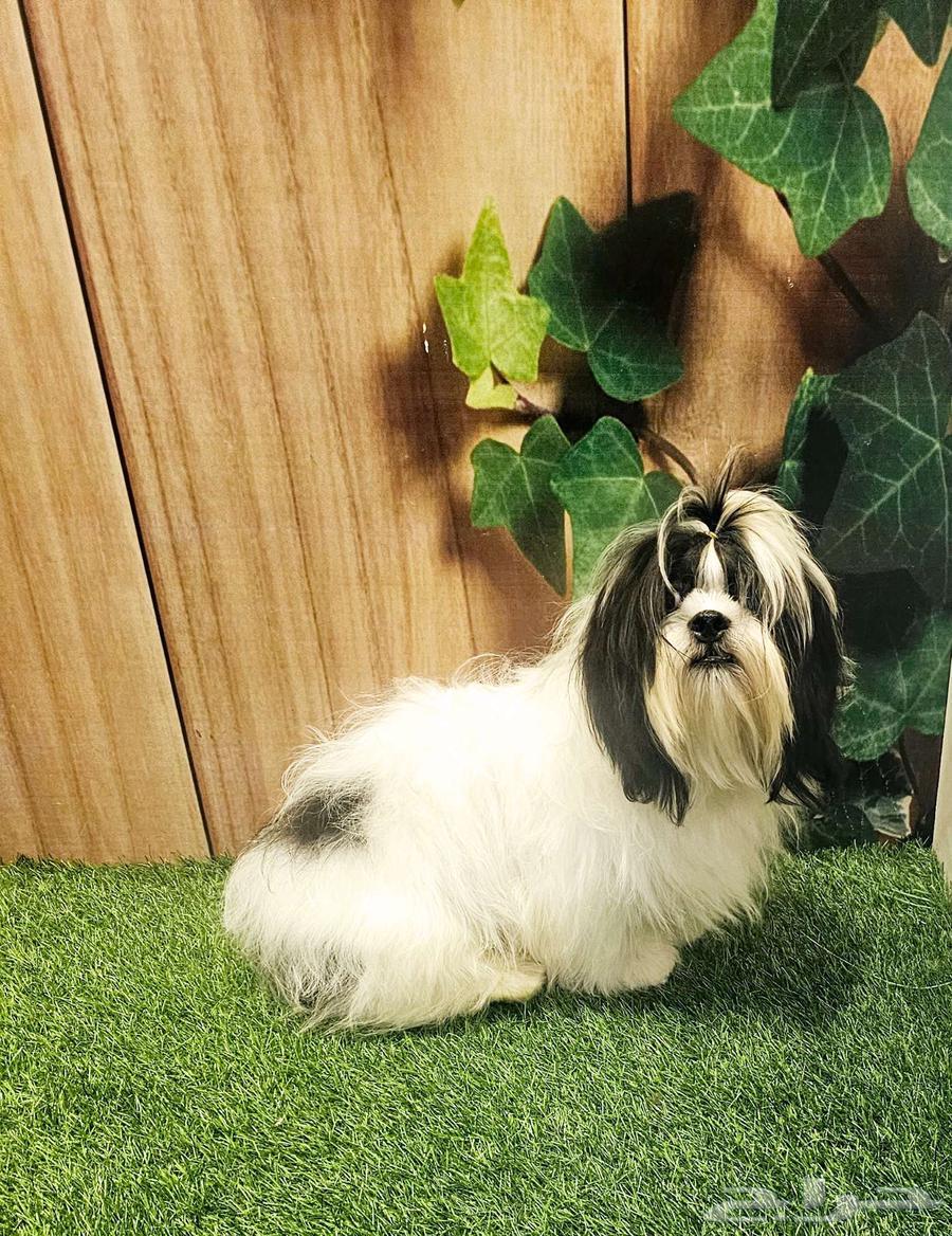 شيتزو بيور shihtzu peur63618492712193110