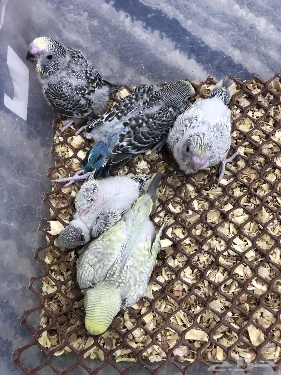 Dutch Parakeet Chicks Available for Sale by Spoon63618389891713111