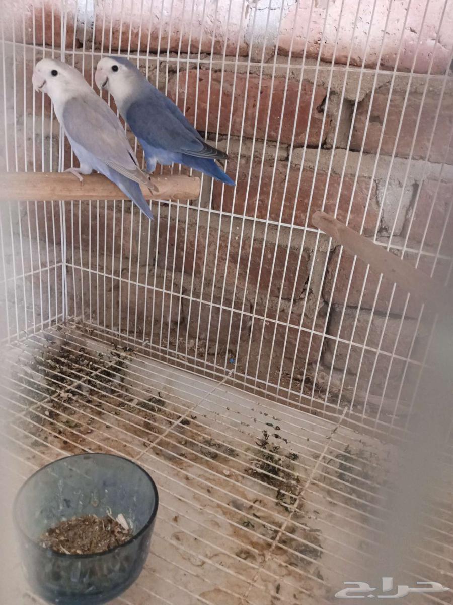 Productive pigeon pair63618475083777112