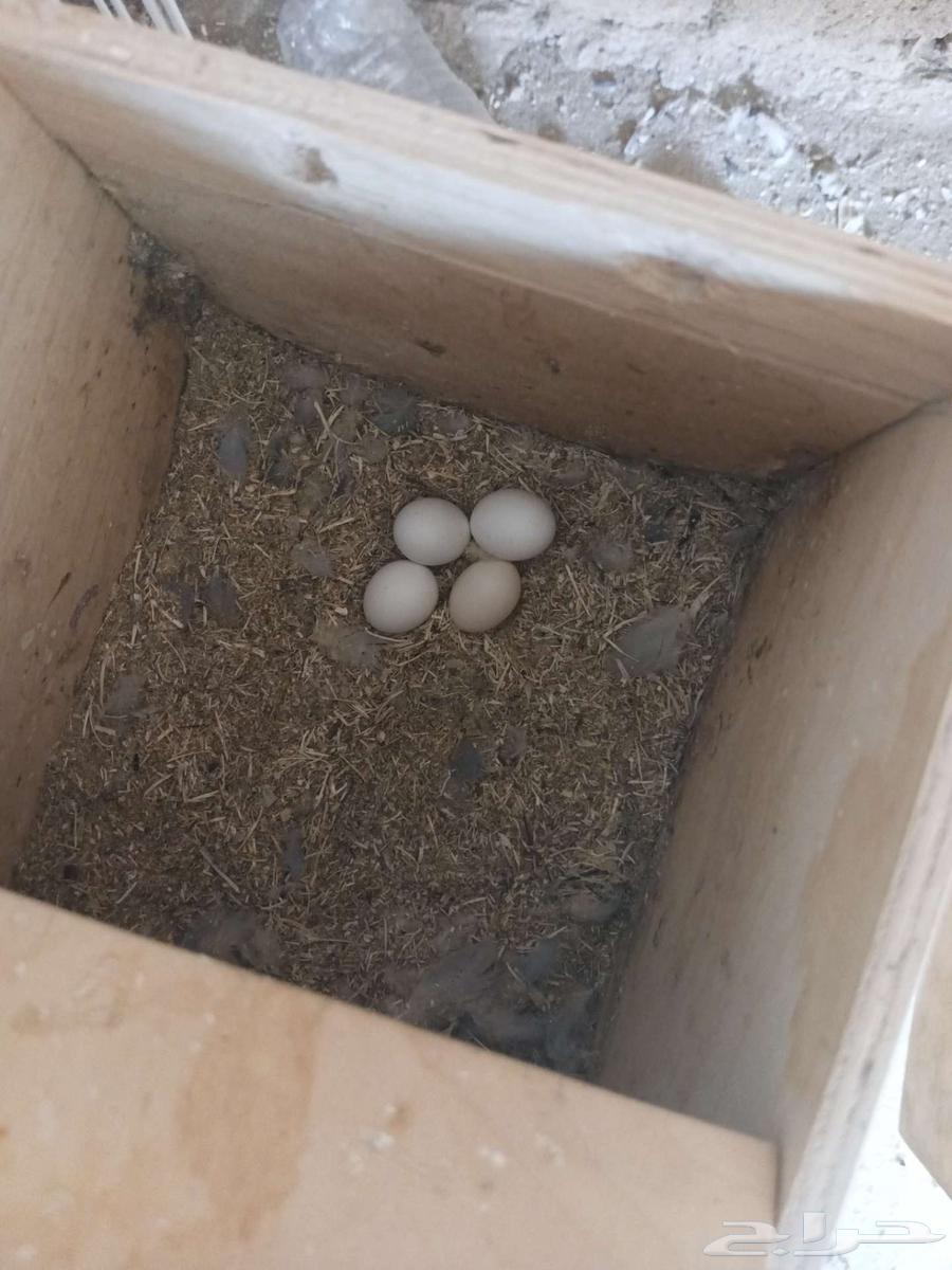 Productive pigeon pair63618475083777111
