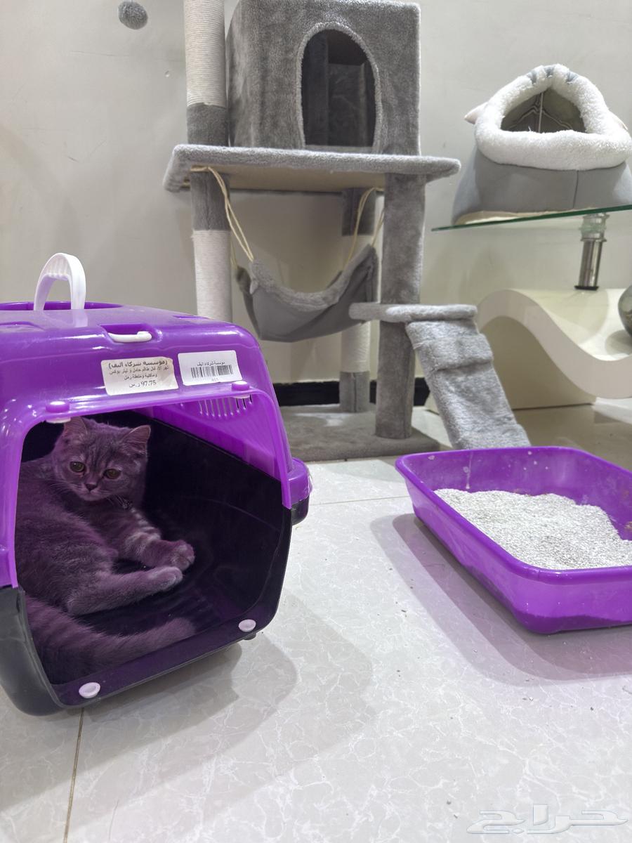 قطة للبيع - الرياض63618475655809114