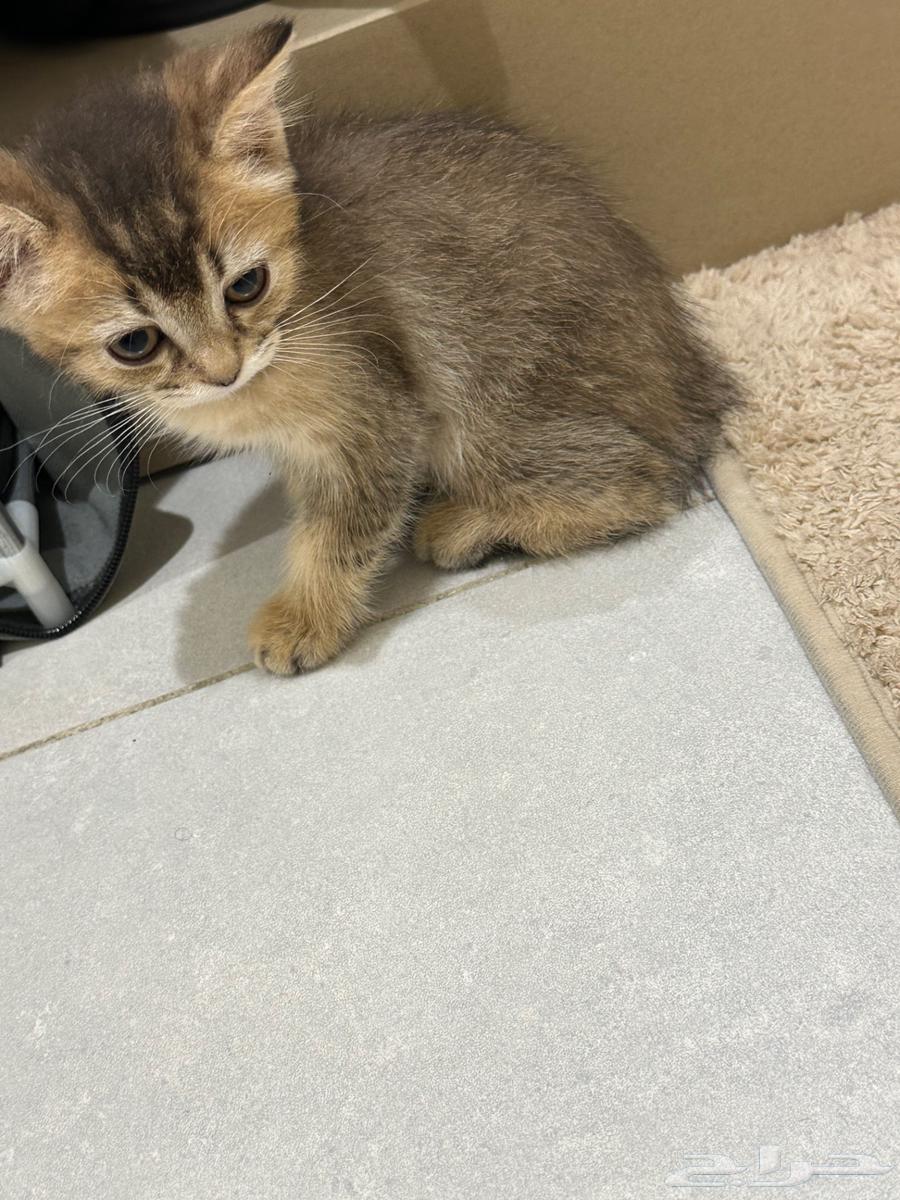 Scottish Straight Cat63618477276162111