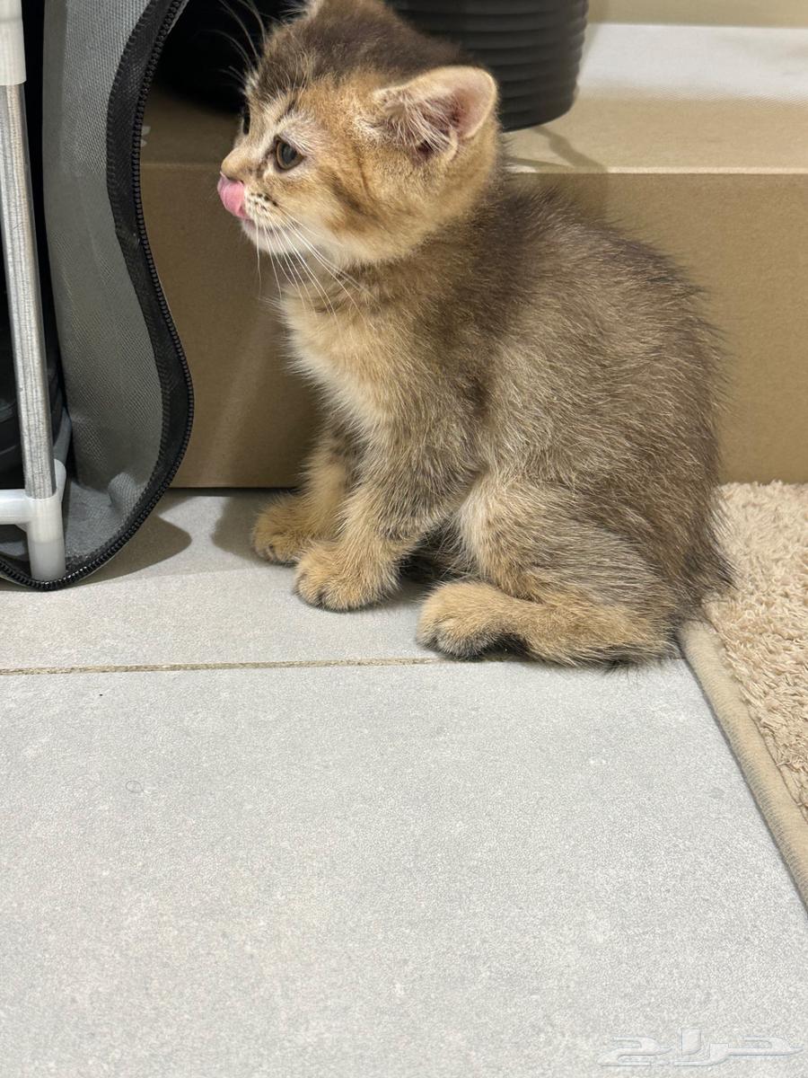 Scottish Straight Cat63618477276162112