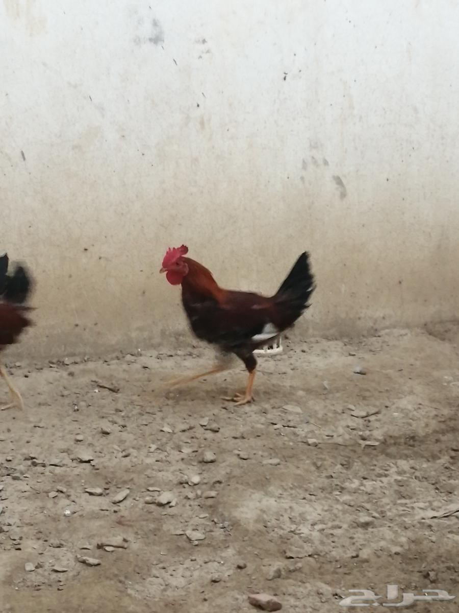8 Pieces of Local Arabic Roosters63618486207235113