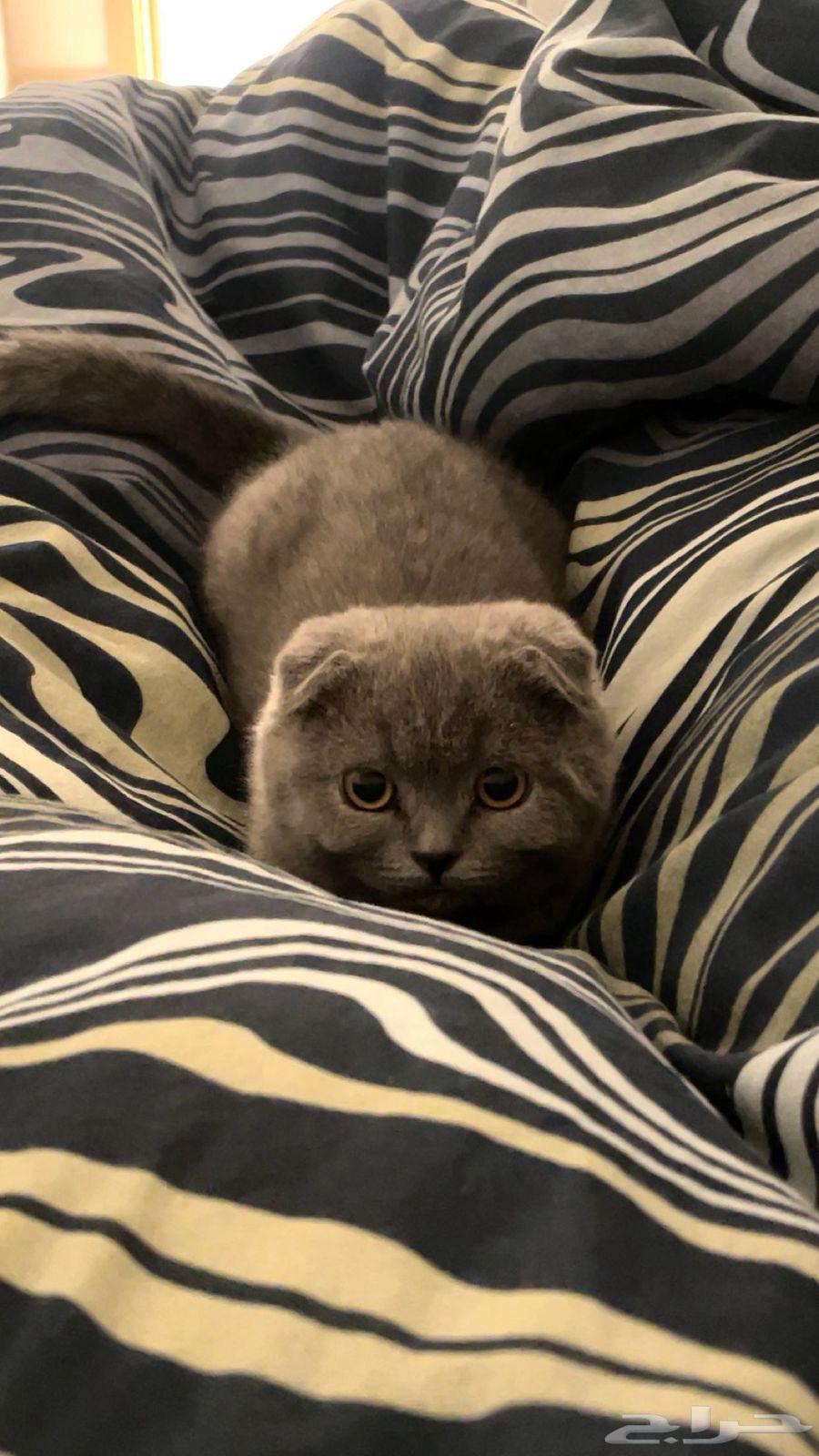 Scottish Fold Female Cat63618484055043112