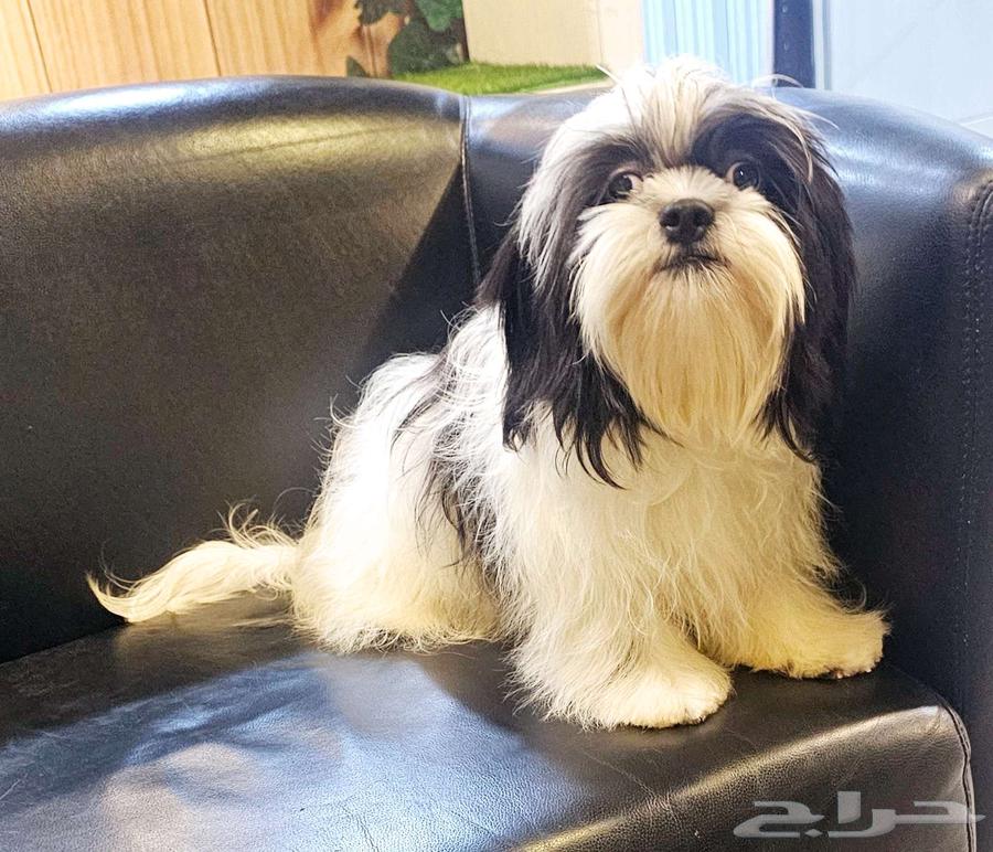 شيتزو بيور shihtzu peur63618492712193114
