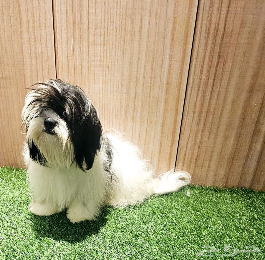 شيتزو بيور shihtzu peur63618492712193113