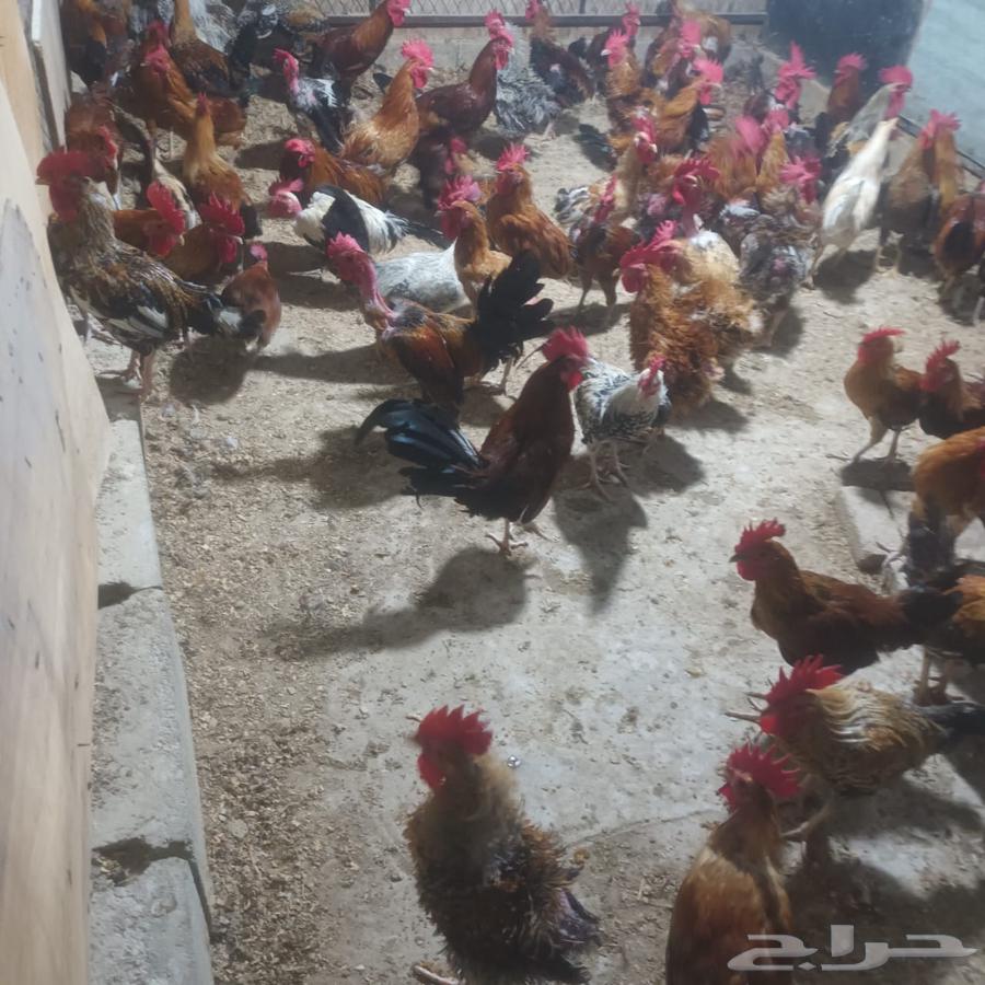 My local roosters No. 400 age 6 months63618477405571111