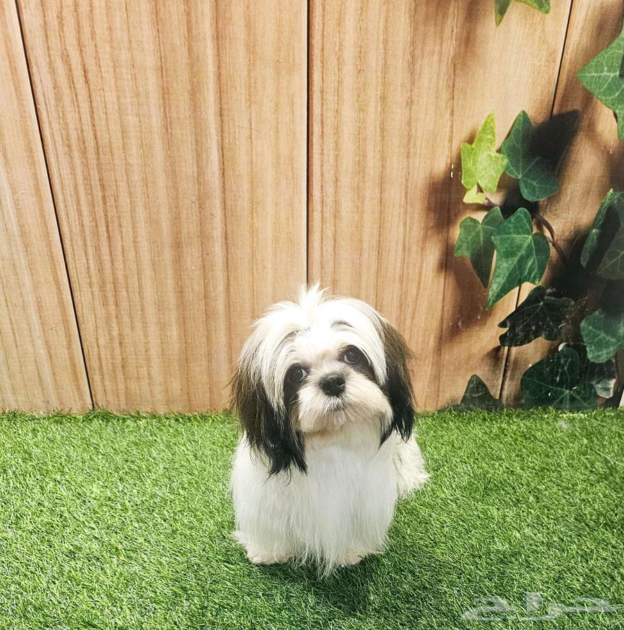 شيتزو بيور shihtzu peur63618492712193111
