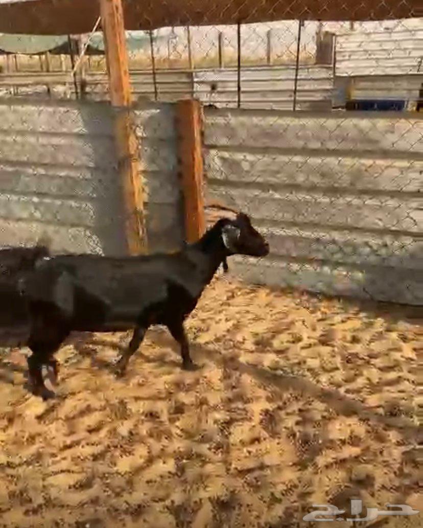 Three goats consisting of one southern and two Sharaiq63618679055873111