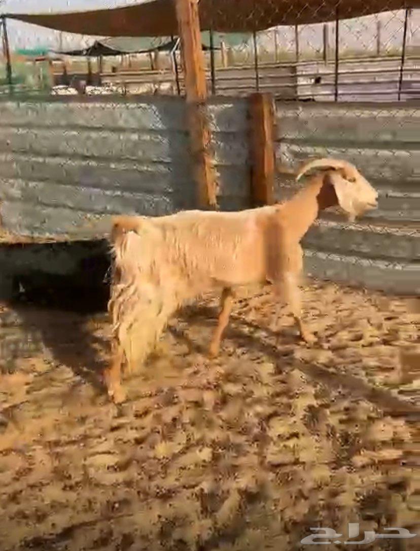 Three goats consisting of one southern and two Sharaiq636186790558731114