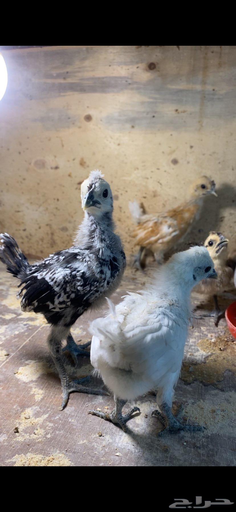 For sale, beautiful decorative roosters and Kuwaiti chicks63618672798723111