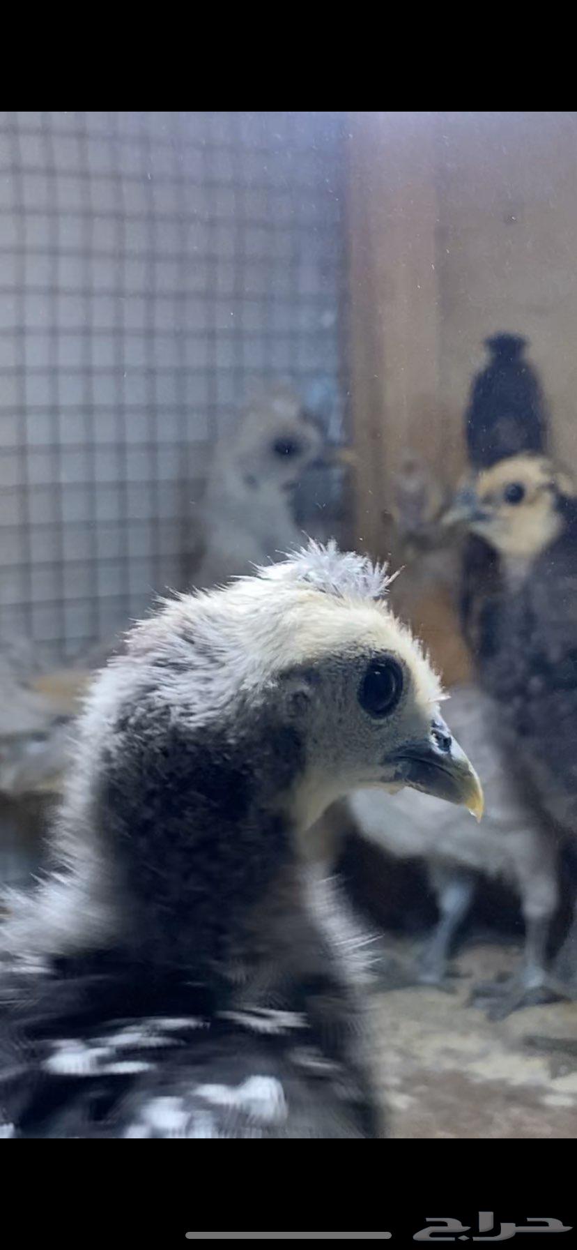 For sale, beautiful decorative roosters and Kuwaiti chicks63618672798723112