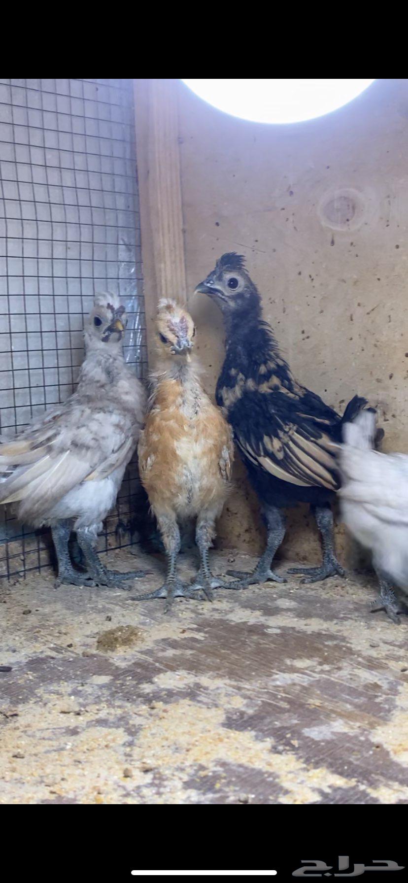 For sale, beautiful decorative roosters and Kuwaiti chicks63618672798723113