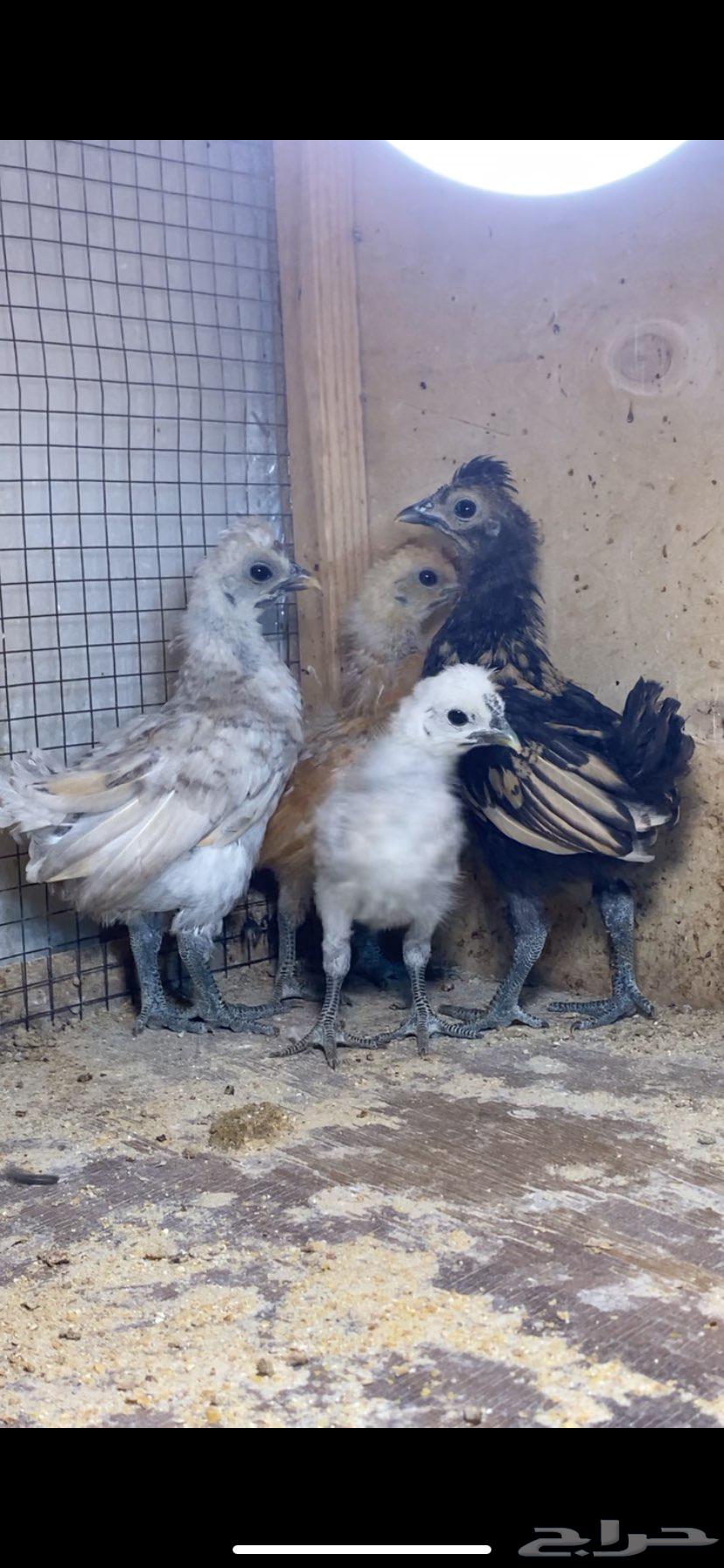 For sale, beautiful decorative roosters and Kuwaiti chicks63618672798723114