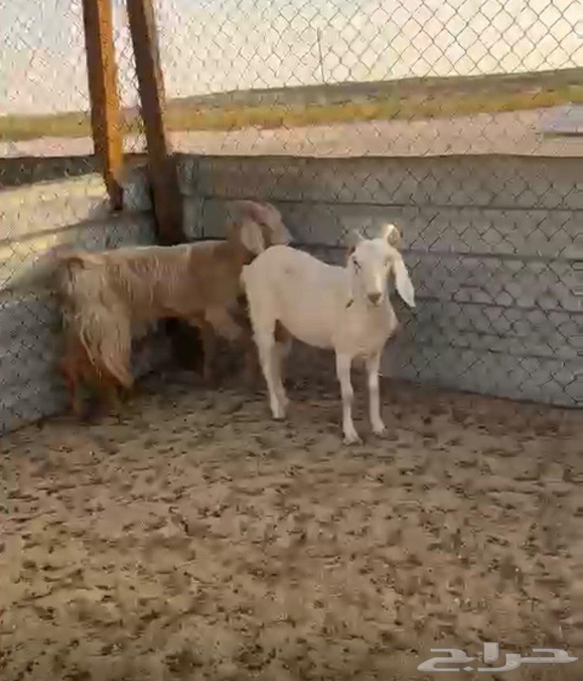 Three goats consisting of one southern and two Sharaiq63618679055873112