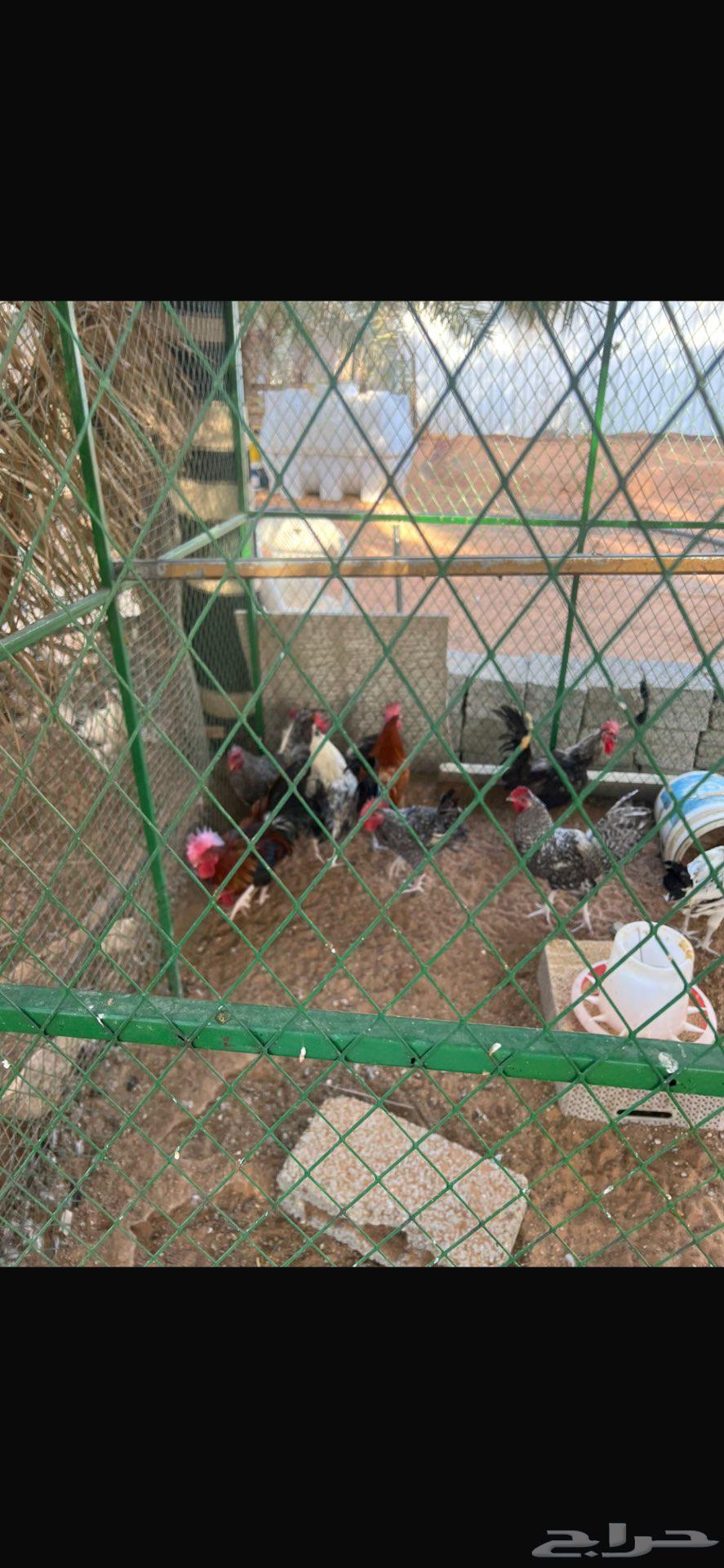 Rooster breeding farm for sale rooster63618680976257111