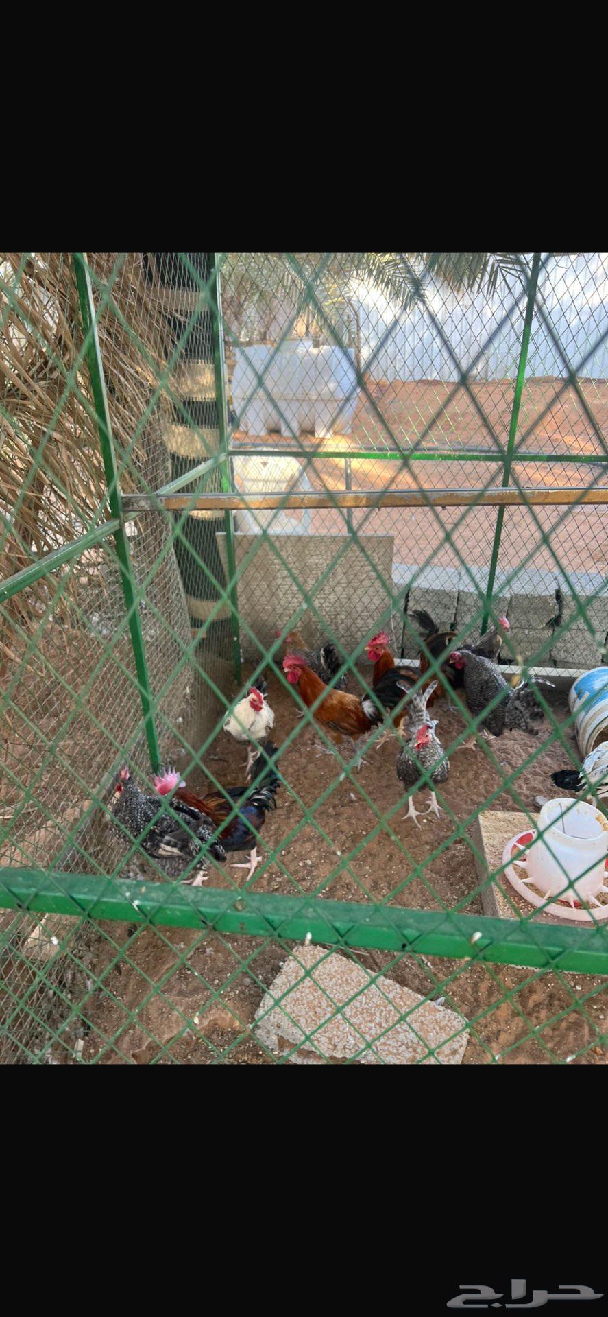 Rooster breeding farm for sale rooster63618680976257114