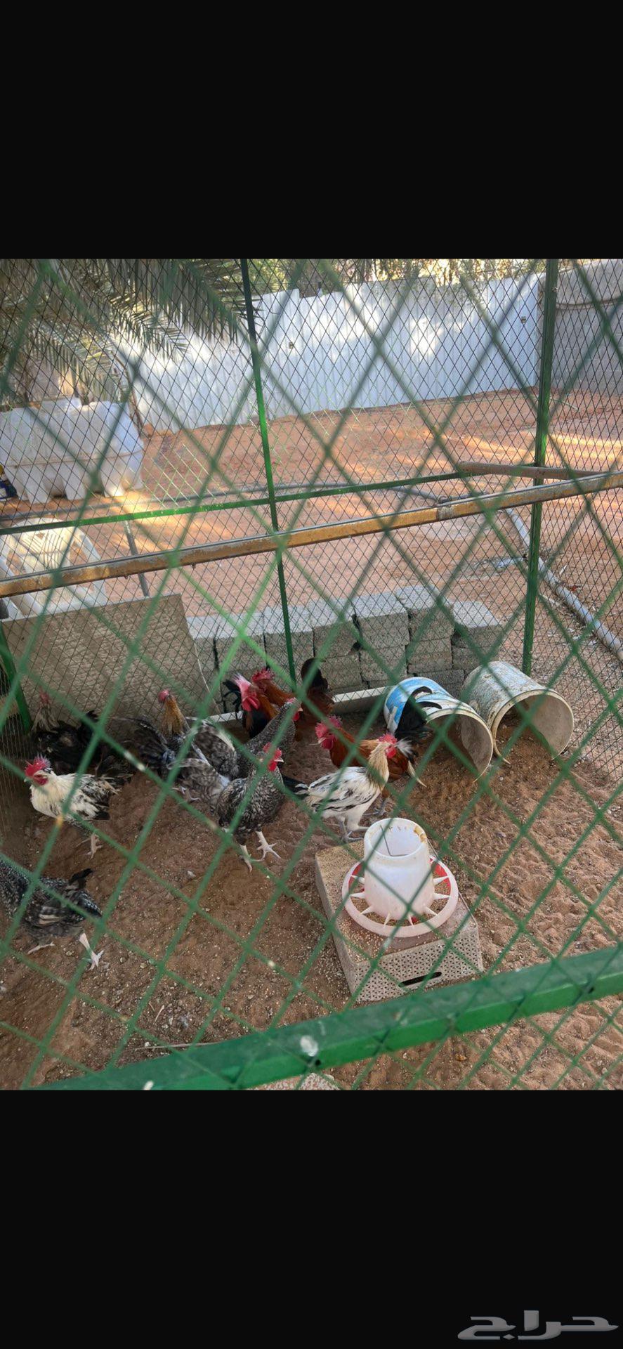 Rooster breeding farm for sale rooster63618680976257113