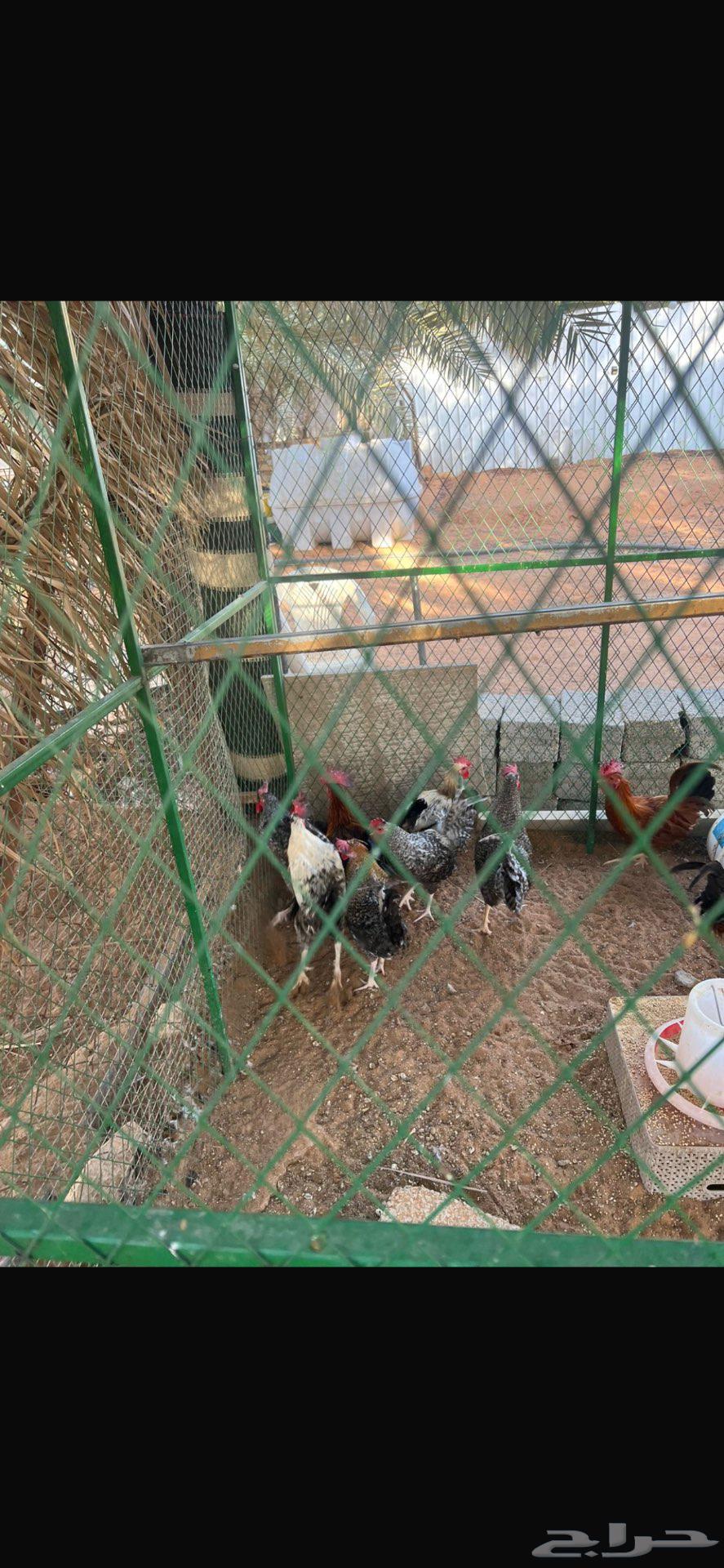 Rooster breeding farm for sale rooster63618680976257112