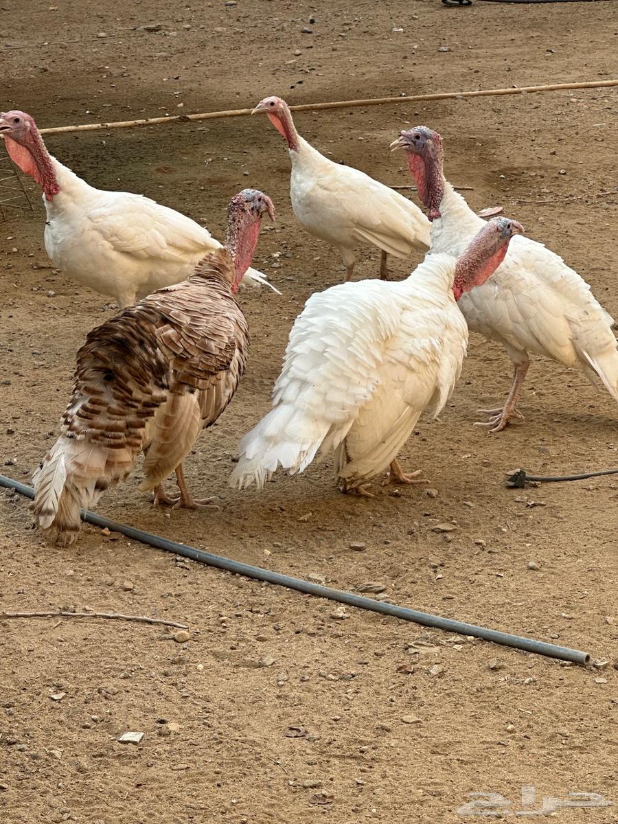 Turkeys for sale63618663094018111
