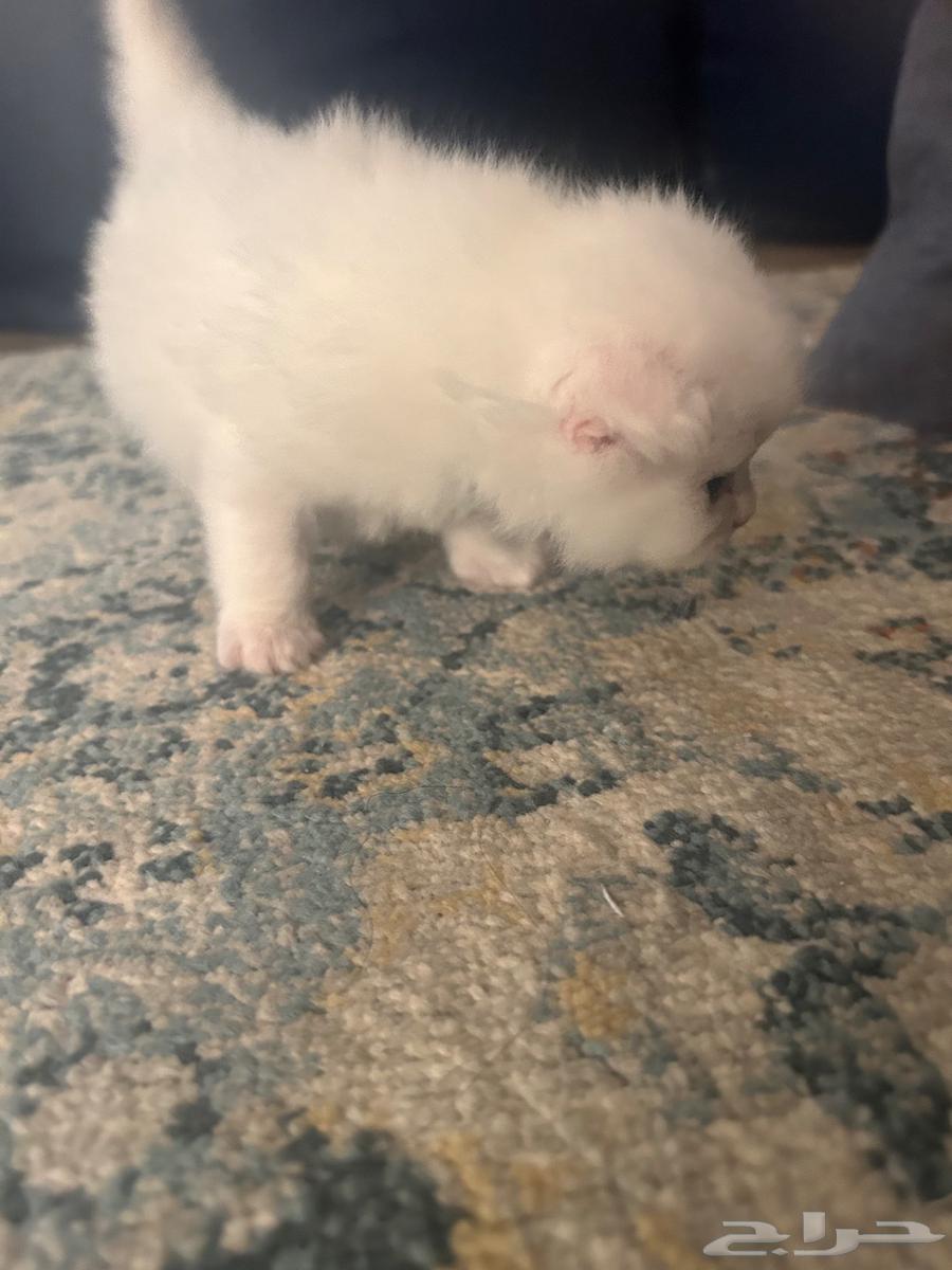 Shirazi Cats on Scotch63618664954370111