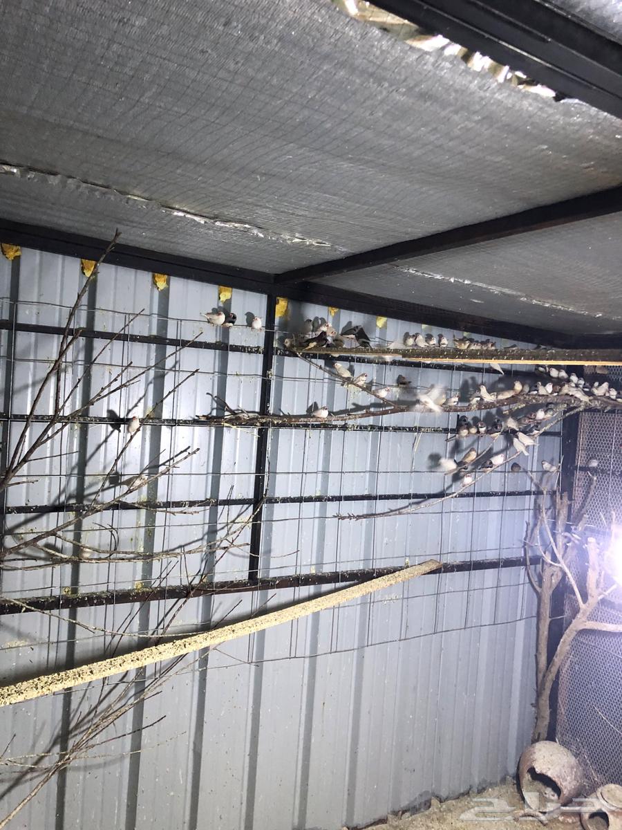 Australian Zebra Finches, Full Cage63618766053505112