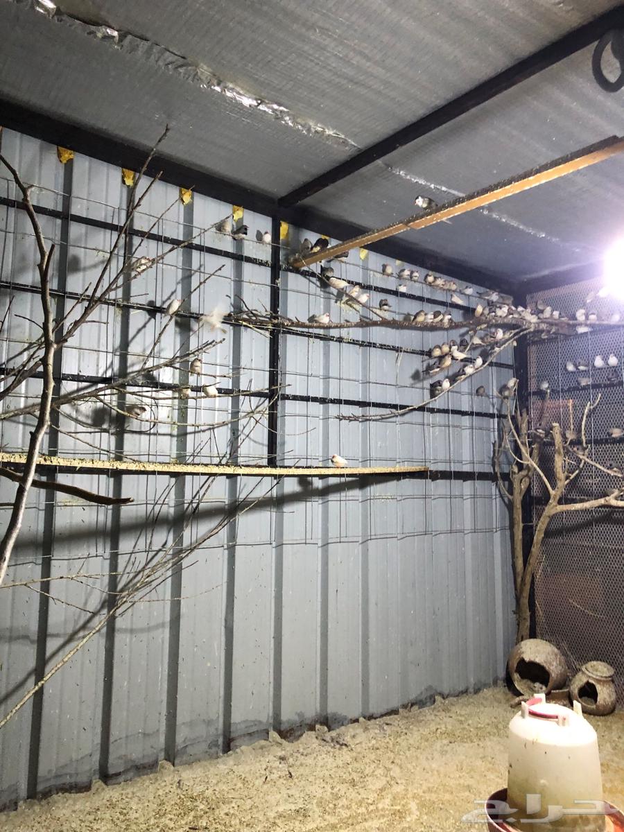 Australian Zebra Finches, Full Cage63618766053505114