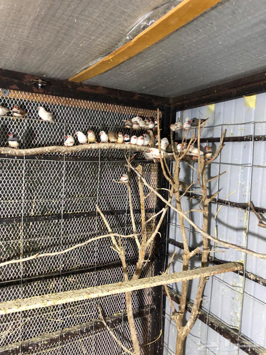 Australian Zebra Finches, Full Cage63618766053505113