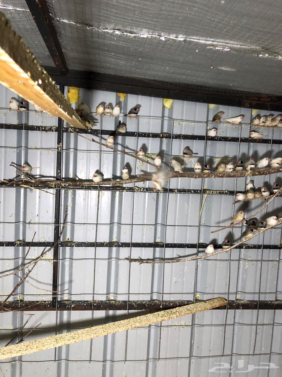 Australian Zebra Finches, Full Cage63618766053505111