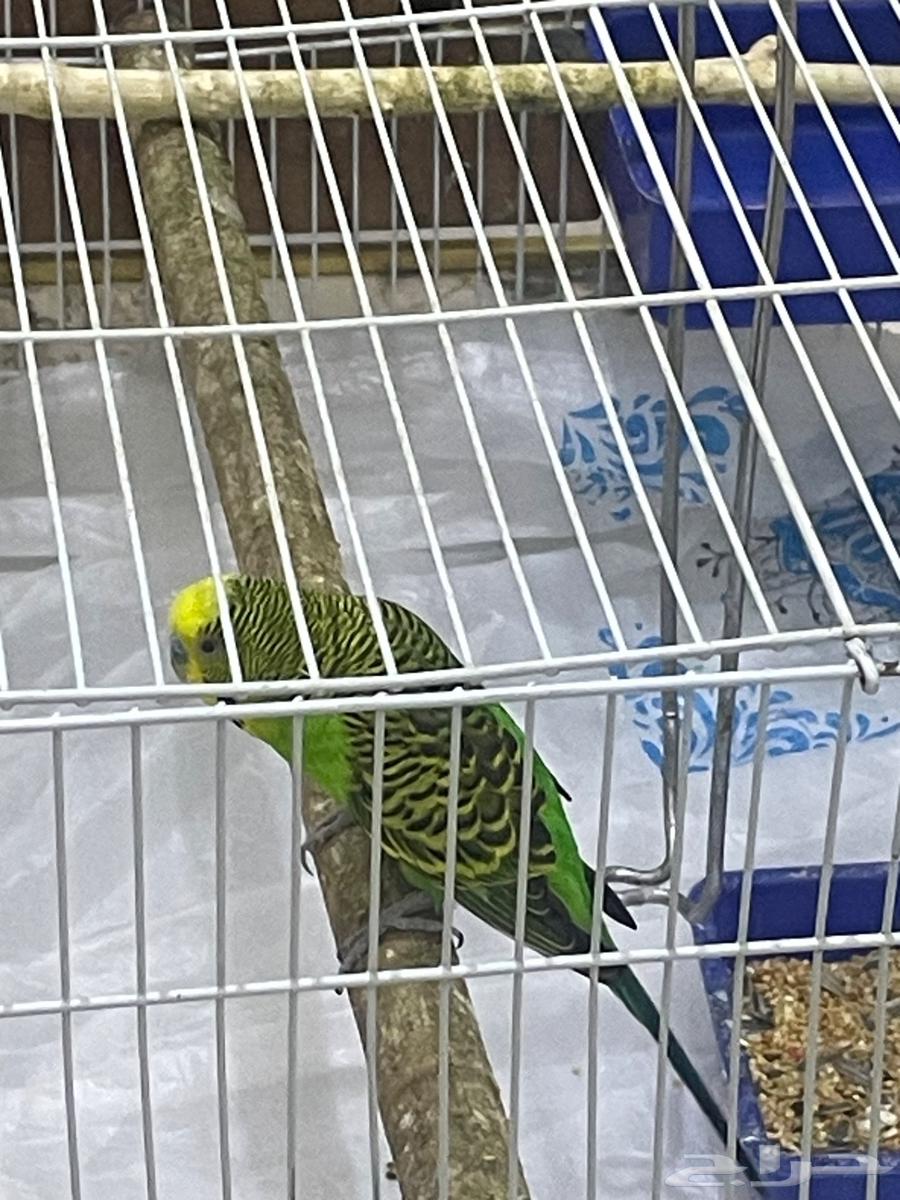 Male Budgie Bird for Sale with Cage63618767778817112