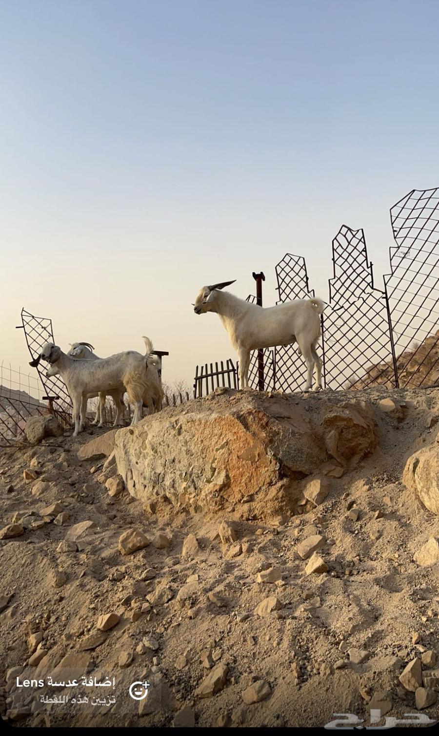 تيس للبيع رباع ع السوم63618544850563111