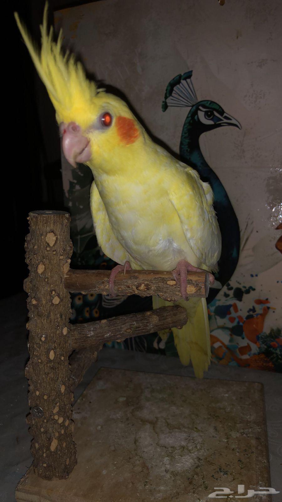 كروانات اليفه63618575409538112