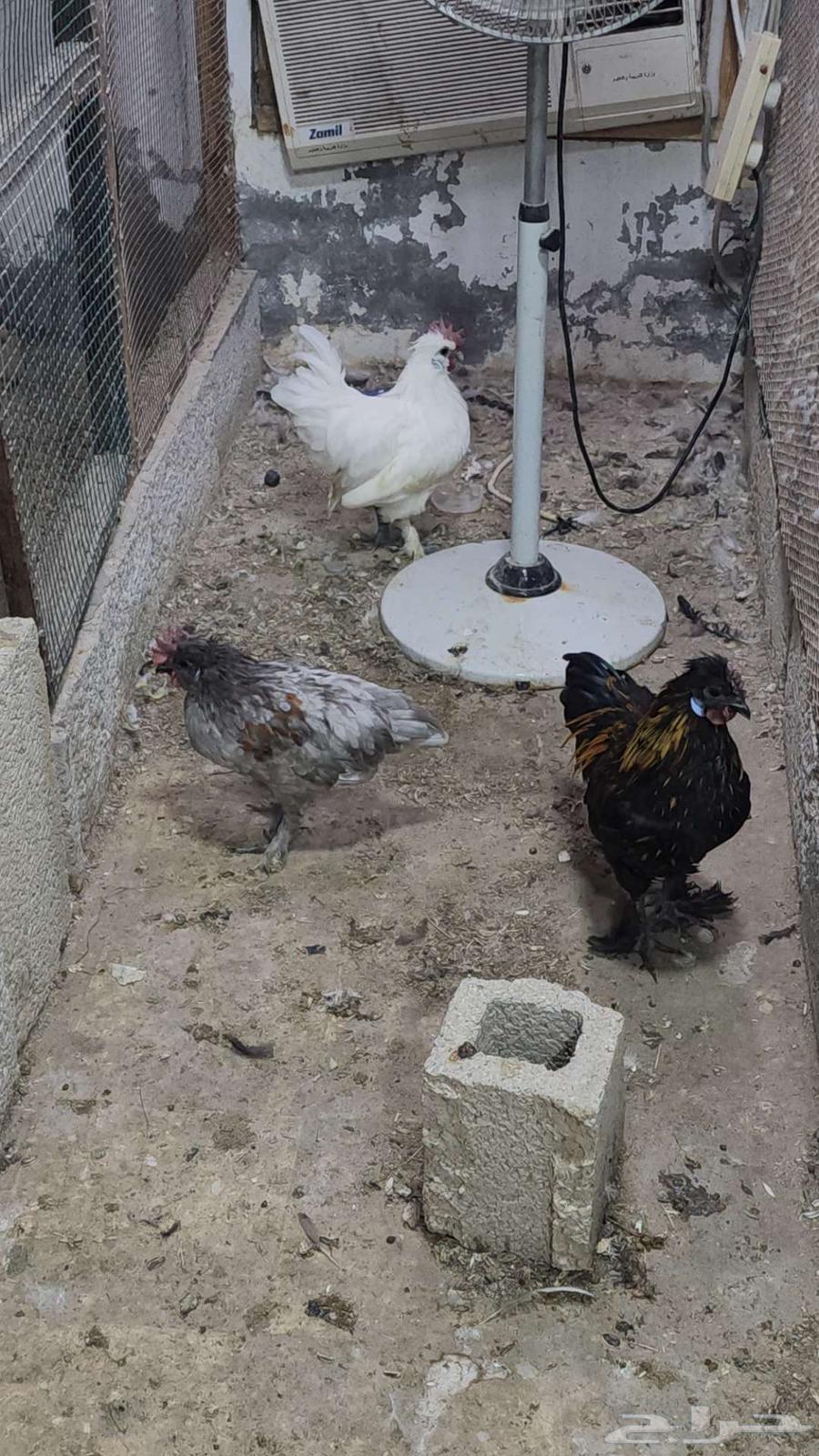 3 Cotton Fawmy Roosters63618584960386114