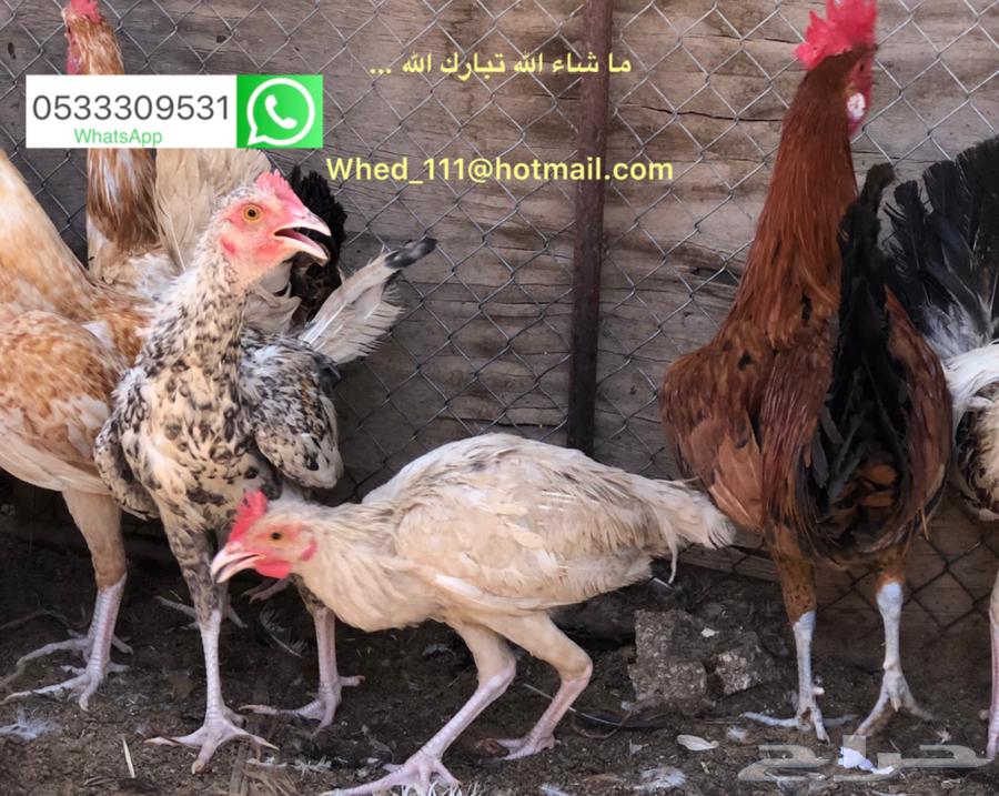 7-month-old local roosters for sale in Unaizah63618662859010113
