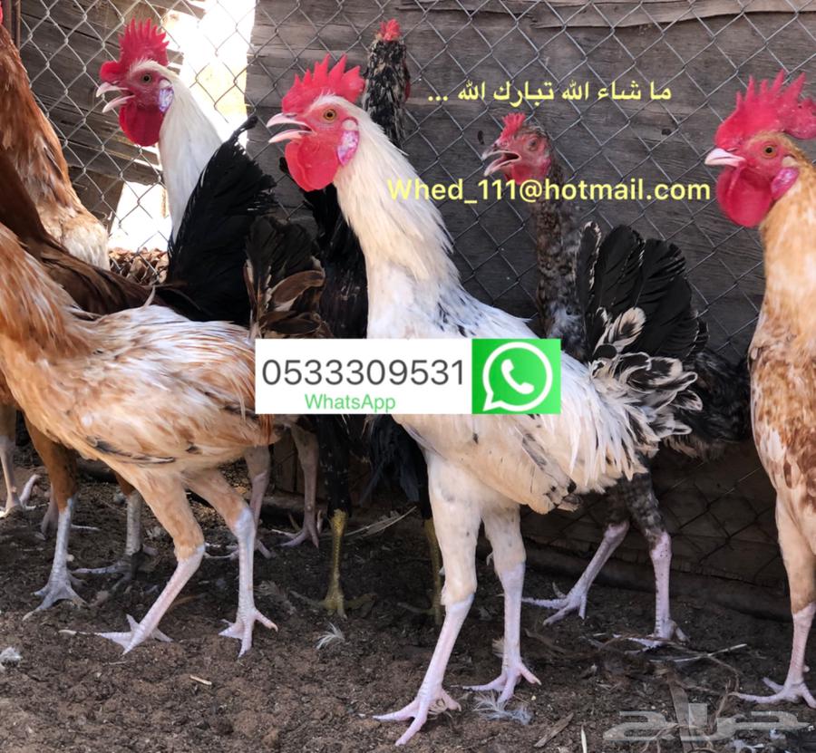 7-month-old local roosters for sale in Unaizah63618662859010114