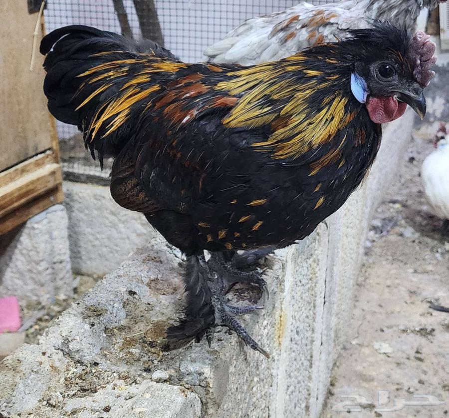3 Cotton Fawmy Roosters63618584960386113