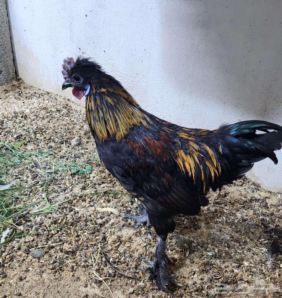 3 Cotton Fawmy Roosters63618584960386111