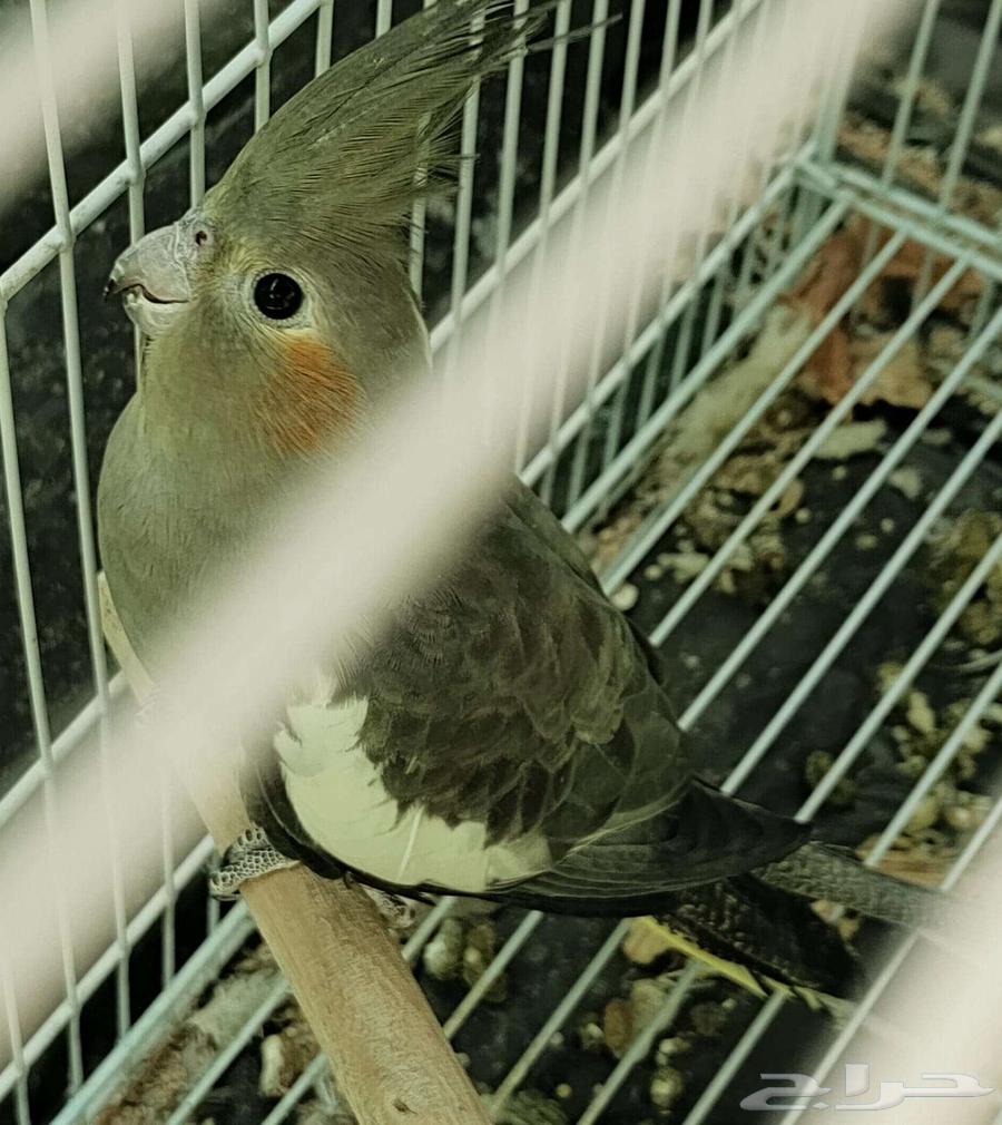 A pair of crows with a cage and 3 kilos of food for only 30063618778853761111