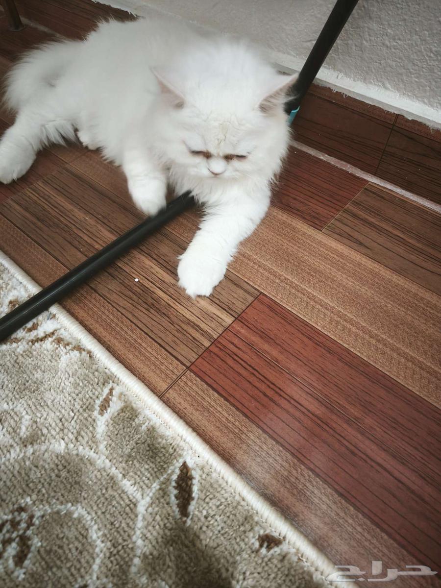 Himalayan Male Cat for Sale 300 SAR63618870514561111