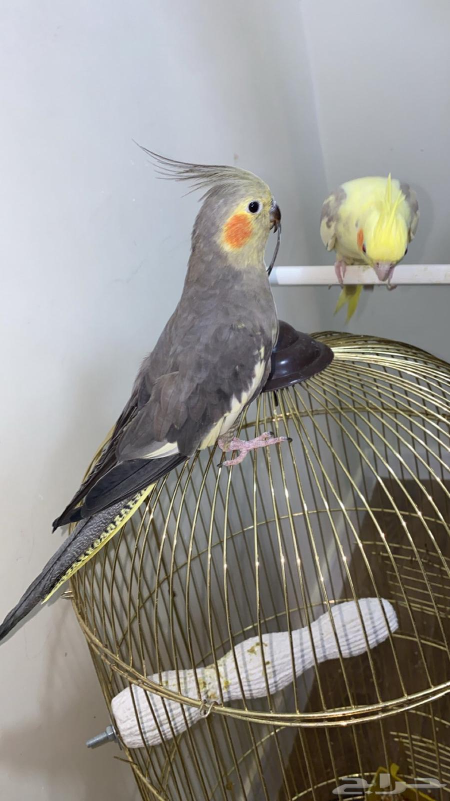 Crowan63618875823489112